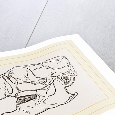 Skull of Common Porcupine by Anonymous