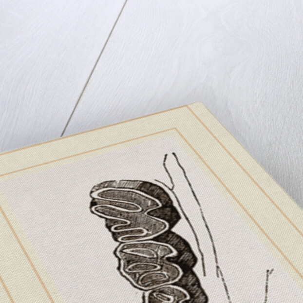 Teeth of Coypu by Anonymous