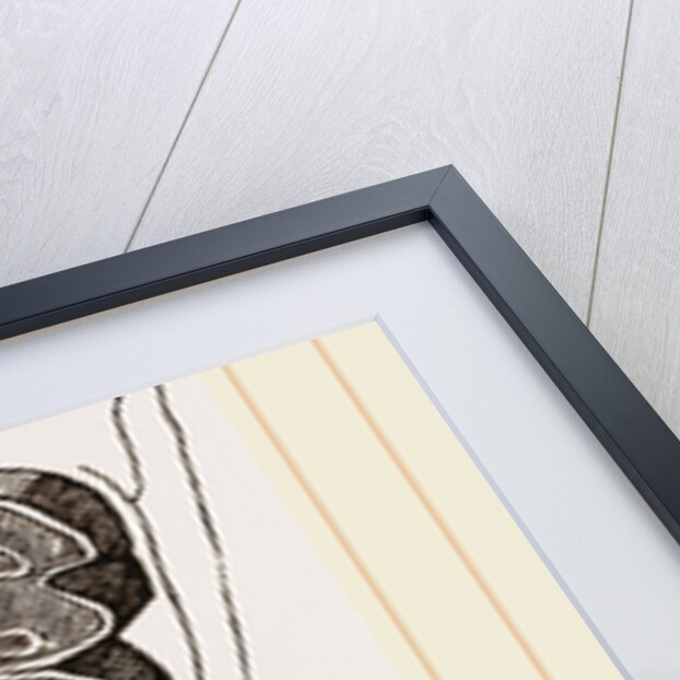 Teeth of Coypu by Anonymous