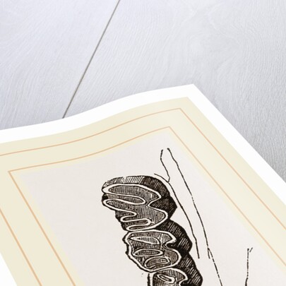 Teeth of Coypu by Anonymous