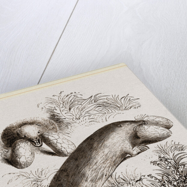 Canada Sand-Rat by Anonymous