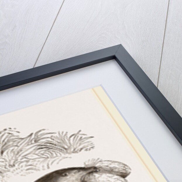 Canada Sand-Rat by Anonymous