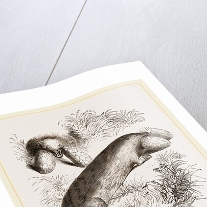 Canada Sand-Rat by Anonymous