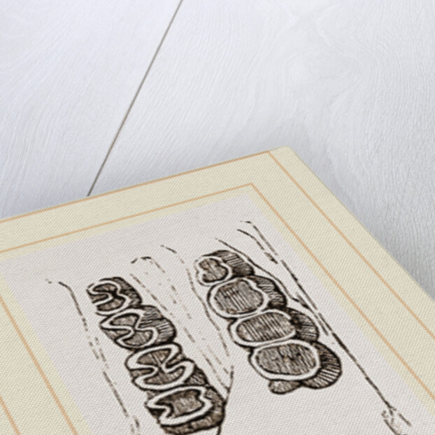 Teeth of Canada Sand Rat by Anonymous