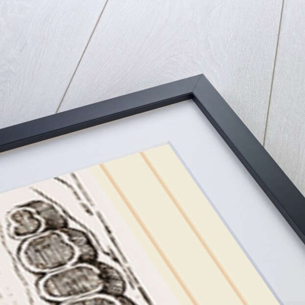 Teeth of Canada Sand Rat by Anonymous