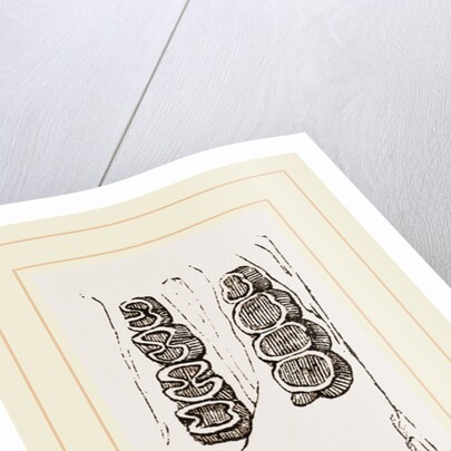 Teeth of Canada Sand Rat by Anonymous