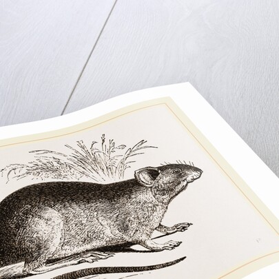 Rabbit Cercomys by Anonymous