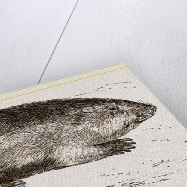 Coast-Rat by Anonymous