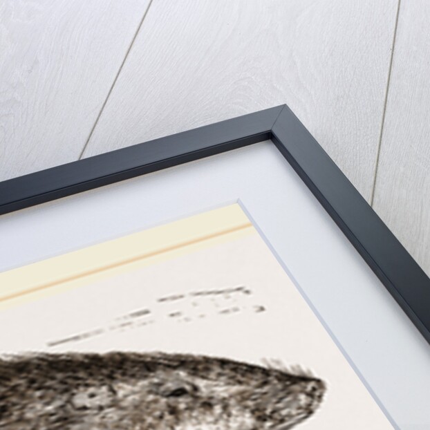 Coast-Rat by Anonymous