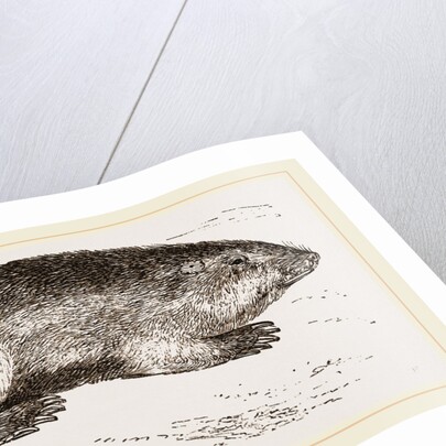 Coast-Rat by Anonymous