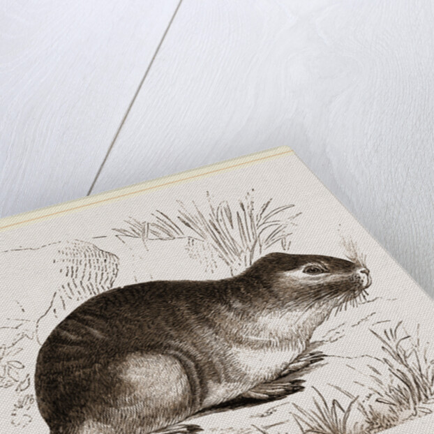 Tucutuco by Anonymous