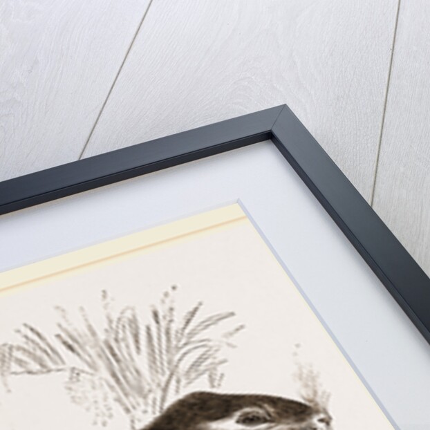 Tucutuco by Anonymous