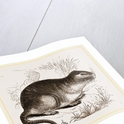 Tucutuco by Anonymous