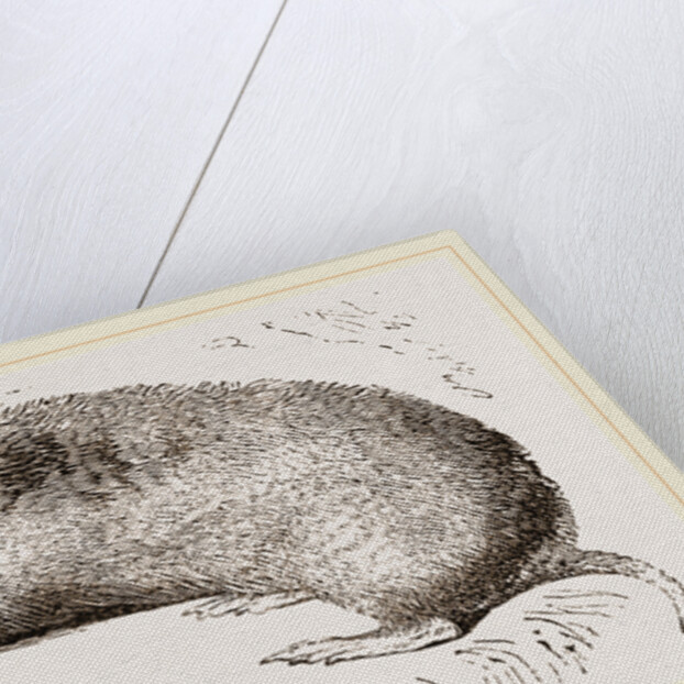 Camas Pouched-Rat by Anonymous