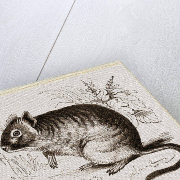 Cuming's Octodon by Anonymous