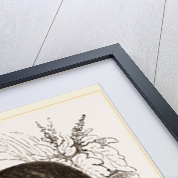 Cuming's Octodon by Anonymous