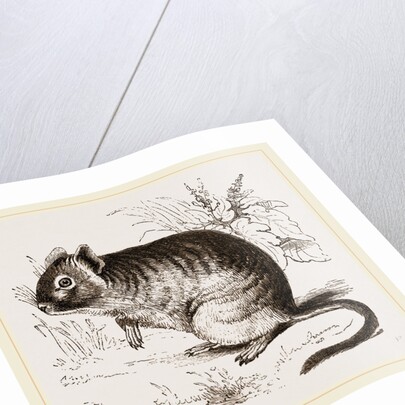 Cuming's Octodon by Anonymous