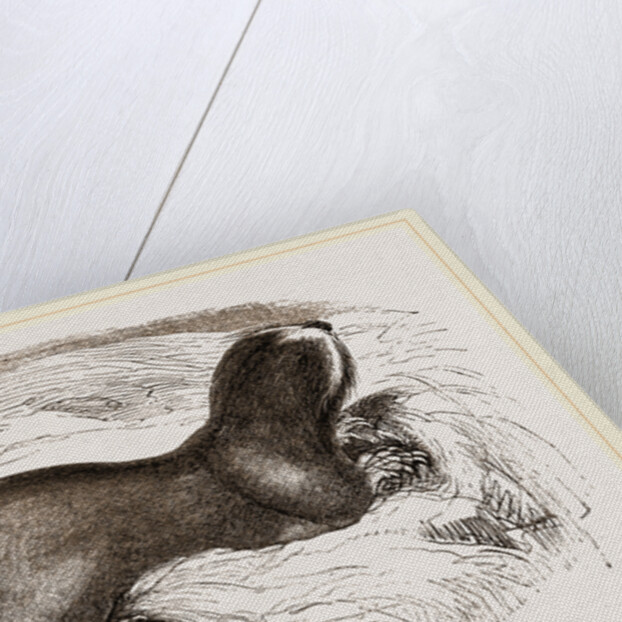 Mole-rat by Anonymous