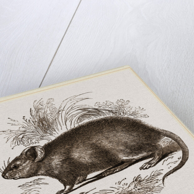 Caffre Broad-eared Rat by Anonymous