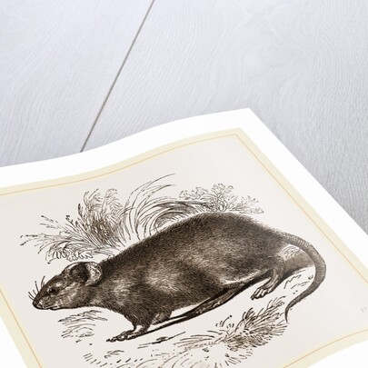 Caffre Broad-eared Rat by Anonymous