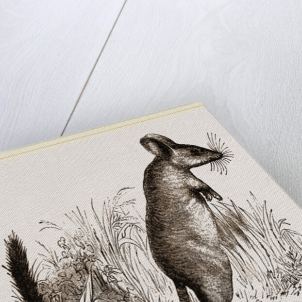 Mitchell's Gerboa by Anonymous