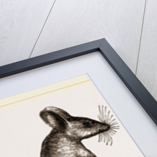 Mitchell's Gerboa by Anonymous