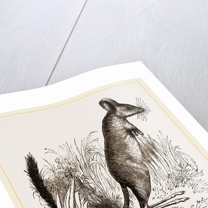 Mitchell's Gerboa by Anonymous