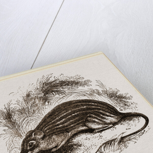Barbary Mouse by Anonymous