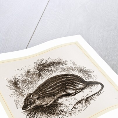 Barbary Mouse by Anonymous