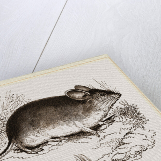 Darwin's Mouse by Anonymous