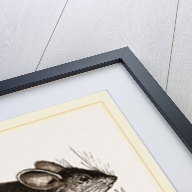 Darwin's Mouse by Anonymous