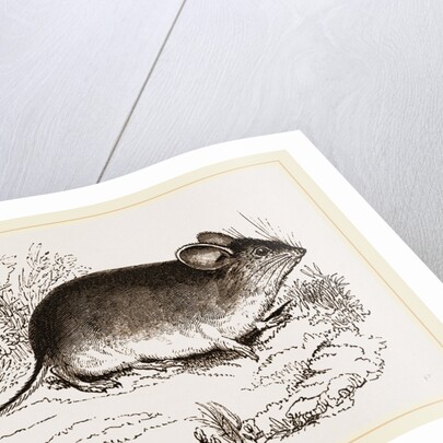 Darwin's Mouse by Anonymous