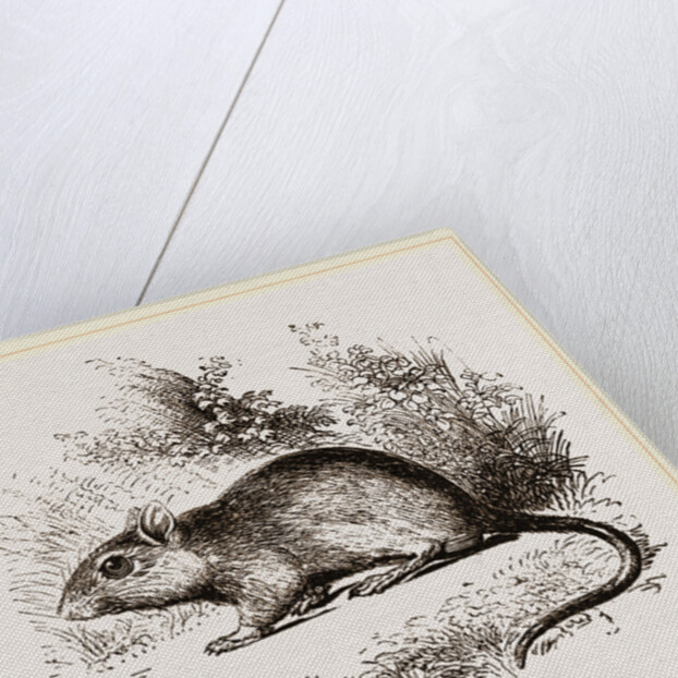 Burton's Gerbille by Anonymous