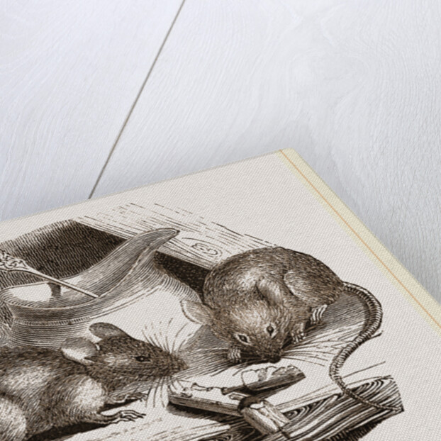 Common Mouse by Anonymous