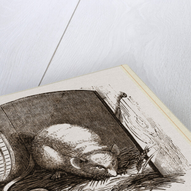 Common Mouse by Anonymous