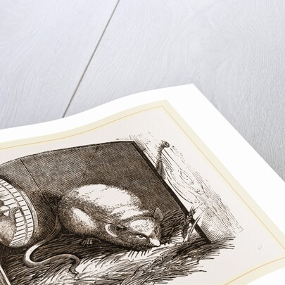 Common Mouse by Anonymous