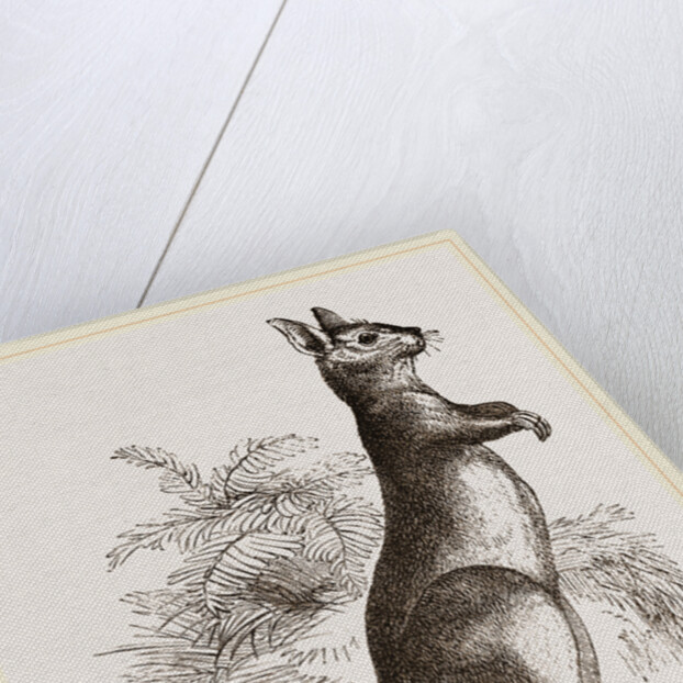 Cape Leaping Hare by Anonymous