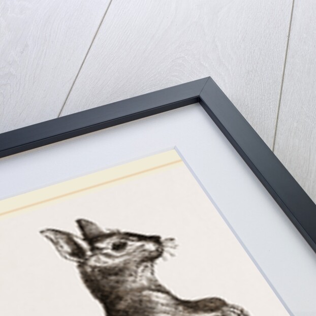 Cape Leaping Hare by Anonymous