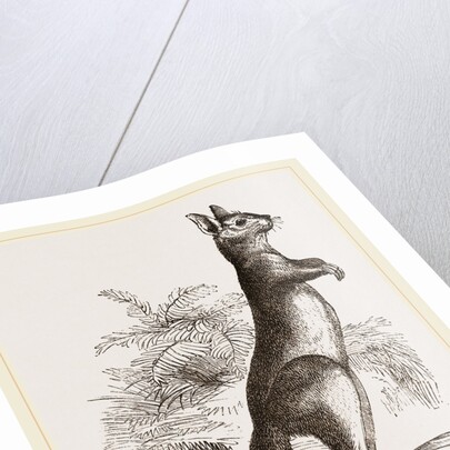 Cape Leaping Hare by Anonymous