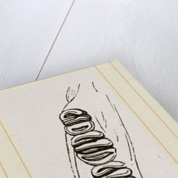 Teeth of Dormouse by Anonymous