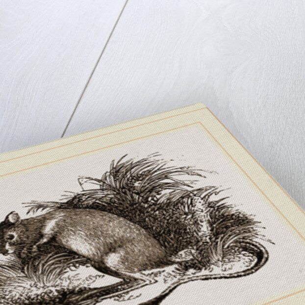 Egyptian Jerboa by Anonymous