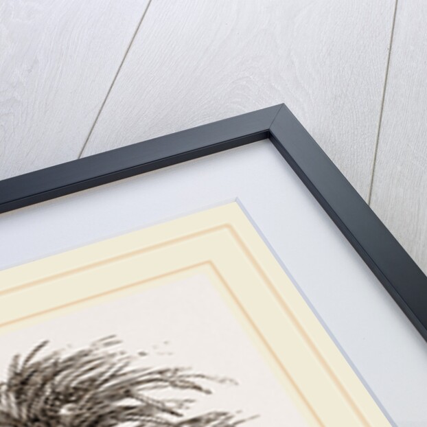 Egyptian Jerboa by Anonymous