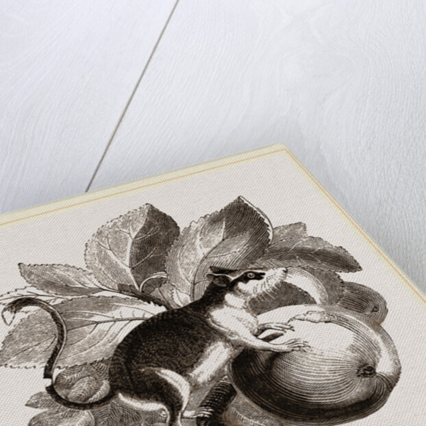 Lerot or Garden Dormouse by Anonymous