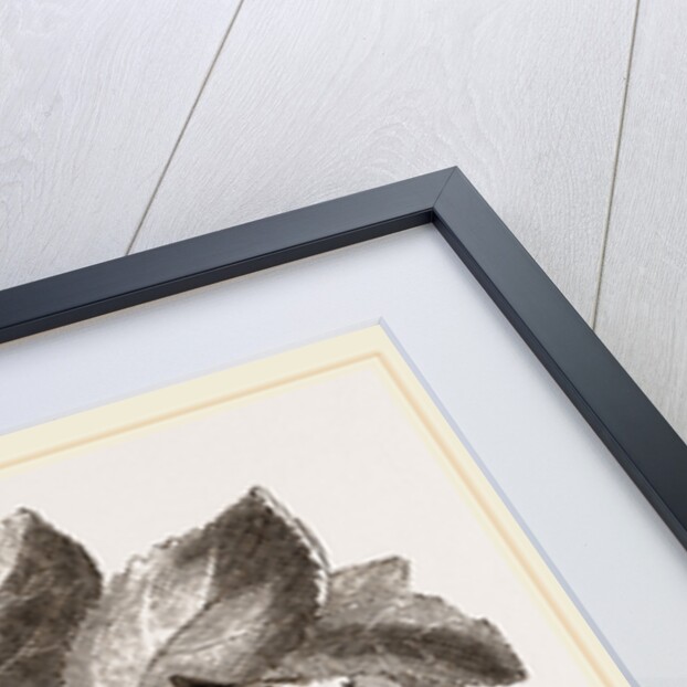 Lerot or Garden Dormouse by Anonymous