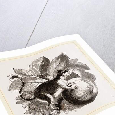 Lerot or Garden Dormouse by Anonymous