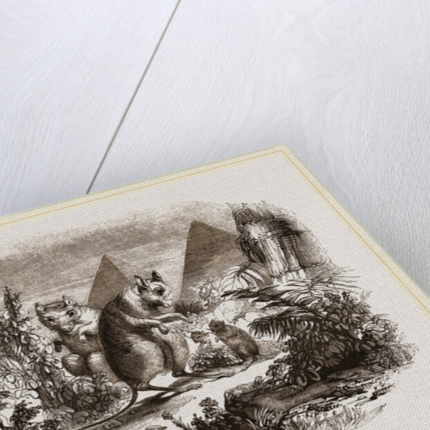 Egyptian Jerboas by Anonymous