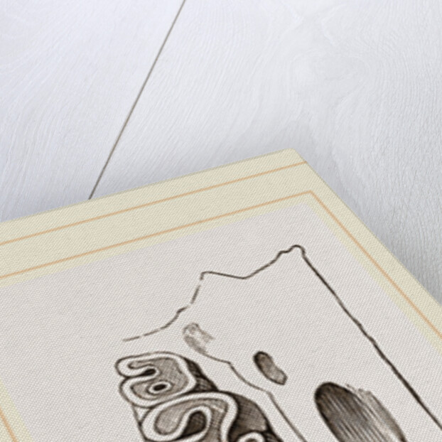 Teeth of Alactaga by Anonymous