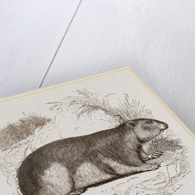 Alpine Marmot by Anonymous