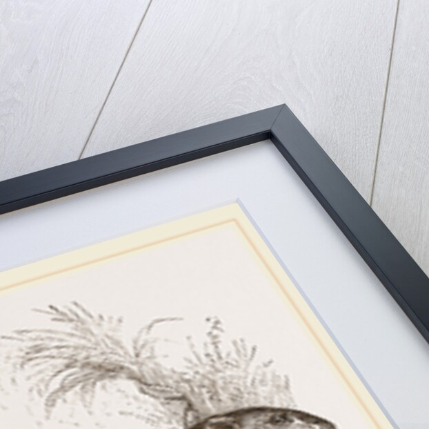 Alpine Marmot by Anonymous