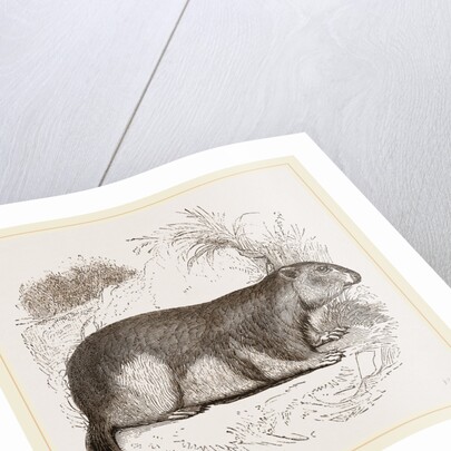 Alpine Marmot by Anonymous